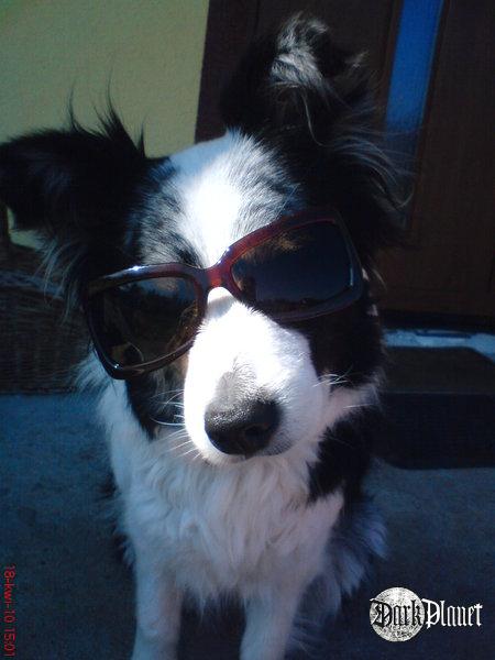 psiaki na luzie 2