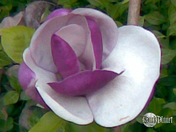 magnolia (Natura)