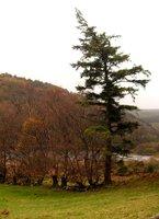 Natura Glendalough [natura]