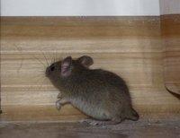 Natura Mysz polna ok 3 cm (natura)