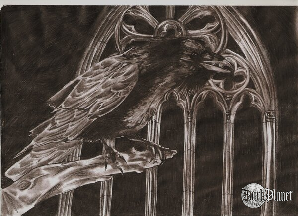 Kruk (Corvus corax) 