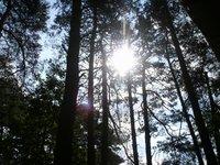 Natura [natura]