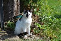 Natura Kto chce kociaka? [natura]