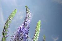 Natura Veronica spicata [Natura]