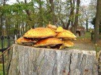 Natura Pholiota sp. [Natura] [Cmentarze]