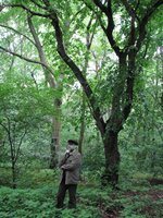 wild forest