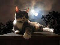 猫の世界