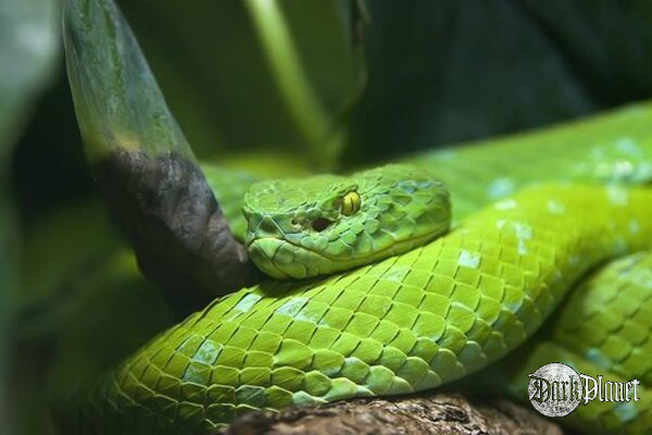 Trimeresurus albolabris.   Szkoda że nie można mieć go w domu :(