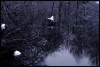 Natura Zima [natura]