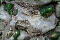 Natura sea-shells in the stones [natura]