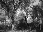 artrosis