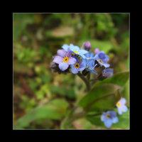 Natura Springtime - Blue Impression [natura]