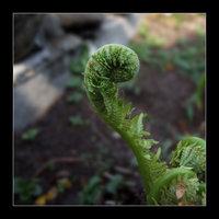 Natura Springtime - Green Impression [natura]