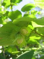 Natura Orzeszki... [natura]