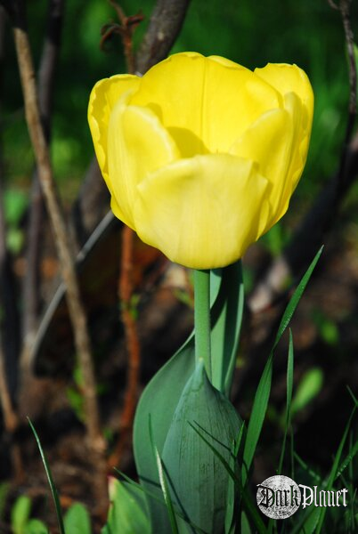 Tulipan