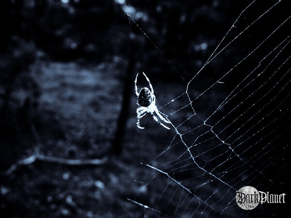 w sieci...(Natura)