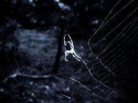 Natura w sieci...(Natura)