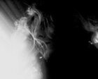 Loup_triste