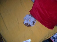 Puszyste kłębki dwa