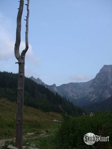 Wielka Polana w Dolinie Małej Łąki [natura]