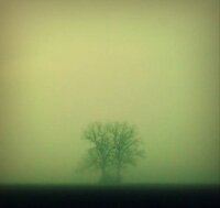 Lost Trees