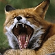 Foxy