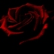 Prince_noir